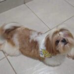 Cachorro idoso que precisa de cuidados especiais é furtado da frente de casa em Piracicaba