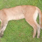 Onça-parda morre atropelada em rodovia de Piracicaba