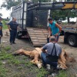 Cavalo é resgatado abandonado em estrada rural de Piracicaba