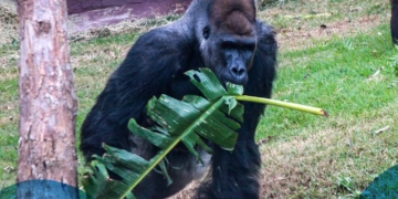 Agência Partiu Turismo de Piracicaba oferece passeios imperdíveis para o Animália Park e a Rota do Vinho ainda este mês