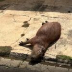 Capivara é encontrada morta com manchas de sangue em frente à residência em Piracicaba