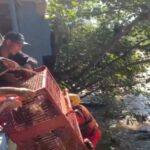 Capivara é resgatada por equipes de segurança após ficar ilhada no Rio Piracicaba