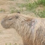 Capivara ferida e sem atendimento gera comoção em Piracicaba