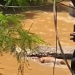 Corpo de cavalo que estava preso sob pedras no Rio Corumbataí desaparece em Piracicaba