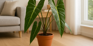 7 razões para incorporar o filodendro Bernardo na sua decoração