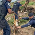 Cachorro é resgatado dentro de esgoto por agentes da Romu e GCM em Piracicaba