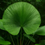 3 macetes para manter sua Palmeira-leque saudável e vibrante