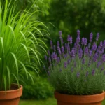 4 combinações de plantas que formam barreiras naturais contra insetos