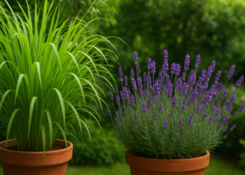 4 combinações de plantas que formam barreiras naturais contra insetos