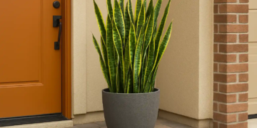 6 motivos para ter uma espada de São Jorge na entrada da sua casa hoje mesmo