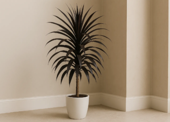 7 vantagens de ter dracena chocolate para purificação de ar em ambientes internos