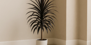 7 vantagens de ter dracena chocolate para purificação de ar em ambientes internos