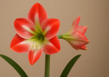 Açucena 4 erros comuns que impedem a sua floração plena