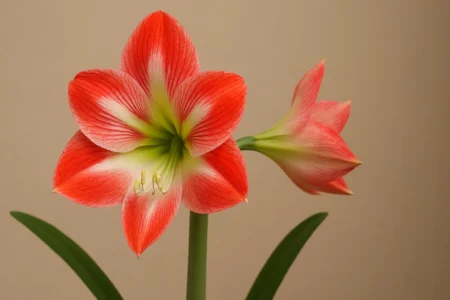 Açucena: 4 erros comuns que impedem a sua floração plena