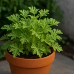 Citronela em vasos: como cultivar e afastar mosquitos do ambiente