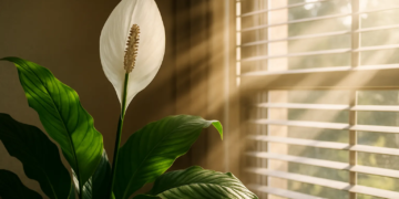 Lírio-da-paz NASA indica seu uso para filtrar toxinas. Entenda melhor!