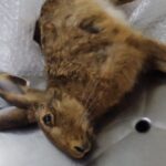 Lebre morre horas depois de ser atropelada em rodovia de Piracicaba