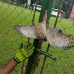 Gavião é resgatado com ferimento grave após colidir com portão no Campo da Rua do Porto, em Piracicaba