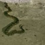 Cobra cascavel é encontrada em bairro de Piracicaba; moradores estão em alerta