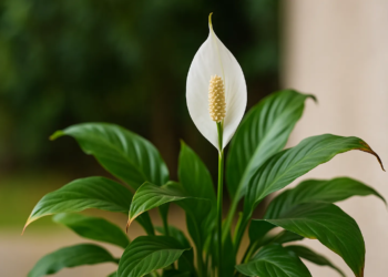 5 erros mortais para o lírio-da-paz para resolver imediatamente