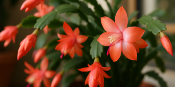 Flor-de-maio pode florescer fora de época se passar por 2 choques de temperatura