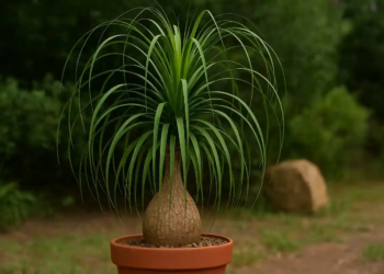Pata-de-elefante adora solo seco e vai bem com apenas uma rega por mês