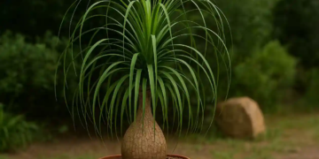 Pata-de-elefante adora solo seco e vai bem com apenas uma rega por mês