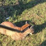 Onça-parda é capturada às margens de rodovia em Piracicaba
