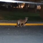 Onça é flagrada nas proximidades do Grande Hotel em Águas de São Pedro e mobiliza autoridades