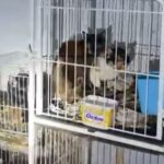 PM resgata mais de 60 animais vítimas de maus-tratos em casa de Piracicaba