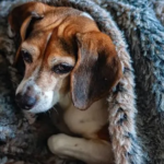 Ação arrecada cobertores para proteger animais do frio em Piracicaba
