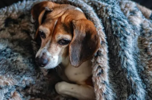cachorro com frio cobertor inverno