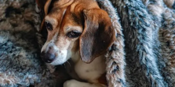 Foto: ( Unsplash/ Robert Thiemann/ CreativeCommons)