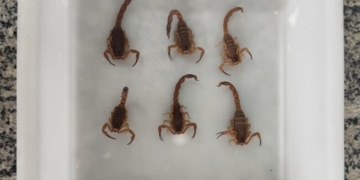 Saúde realiza ação de conscientização para evitar acidentes com escorpiões