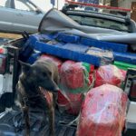 GCM apreende quase 1 tonelada de drogas em área rural de Piracicaba
