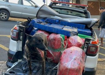 GCM apreende quase 1 tonelada de drogas em área rural de Piracicaba