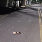 Gambá morre após ser atropelado por carro na Avenida Cruzeiro do Sul, em Piracicaba
