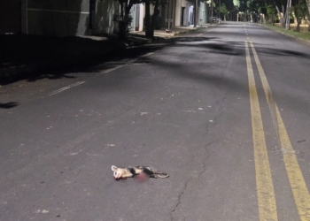 Foto: Andrey Moral/PIRANOT