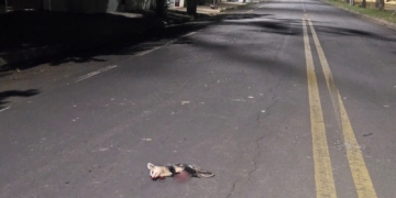 Gambá morre após ser atropelado por carro na Avenida Cruzeiro do Sul, em Piracicaba