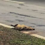 Duas capivaras morrem atropeladas em avenida de Piracicaba