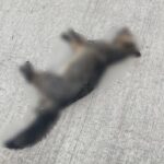 Cachorro-do-mato é encontrado morto após atropelamento em avenida de Piracicaba