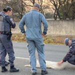 Cadela prenha morre atropelada em rodovia; animal era surdo e havia sido furtado dos tutores