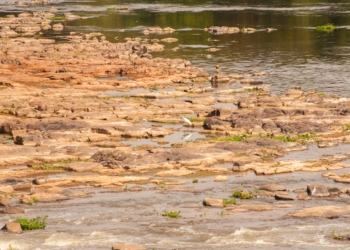 Foto: Andrey Moral/PIRANOT