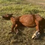 Égua morre durante parto após ser encontrada debilitada e abandonada em Piracicaba