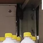 Ratos são flagrados dentro de supermercado em Piracicaba