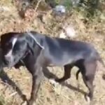 Cachorra é encontrada amarrada, sem comida e água, em Piracicaba