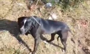 cao abandonado no terreno