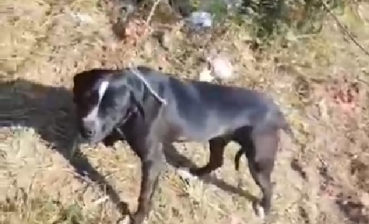 Cachorra é encontrada amarrada, sem comida e água, em Piracicaba