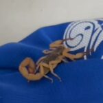 Moradora de Piracicaba encontra escorpião preso em roupa dentro de casa