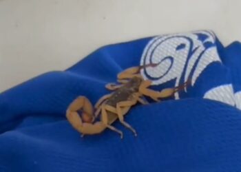 Moradora de Piracicaba encontra escorpião preso em roupa dentro de casa